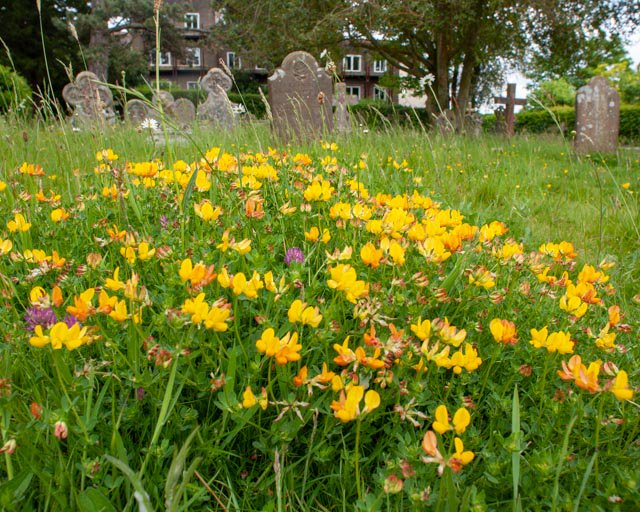 stwilfridshayw1's tweet photo. The common spotted orchids in our churchyard are now coming into flower.  Do take a look if you're passing by. Although much more common, the bird's-foot trefoil and the oxeye daisies are looking great, too. #HaywardsHeath @HHTCNews @godsacre @ChichesterDio https://t.co/qmGskURynb