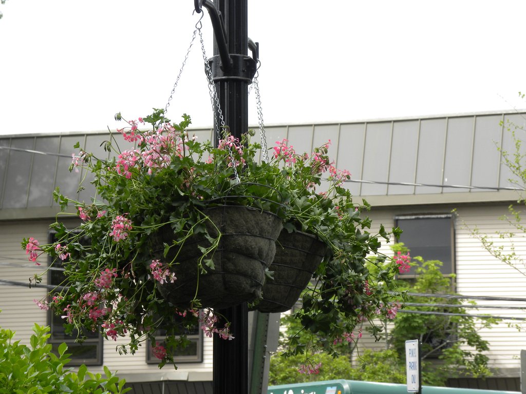 PW_Residents's tweet photo. Look Up!!!
There you'll see the beautiful Resident's hanging planters blooming along Main Street!!!
Thank you to the #PortWashingtonBID for sponsoring this beautification program!!
#ResidentsForward
#PWBeauty
#PortinBloom
#PortWashington https://t.co/GCdn2mpHHo