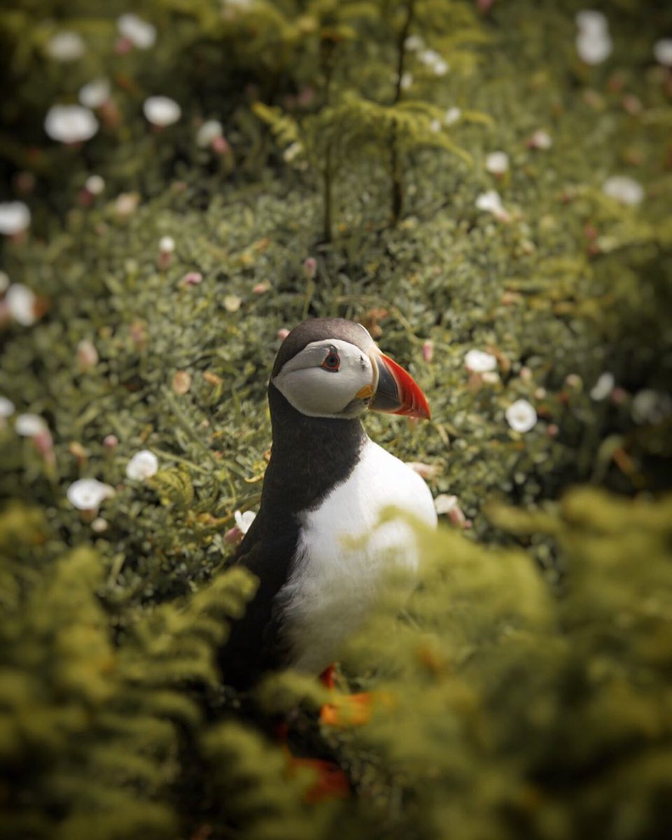 Skomer Island off the coast of southern Pembrokeshire has a thriving puffin colony and these quirky birds are a big draw for visitors.

📲Plan your escape to a Welsh island here -  visitwales.com/inspire-me/hol…

📸 T O M W Δ T P H O T O instagram.com/tomwatphoto/