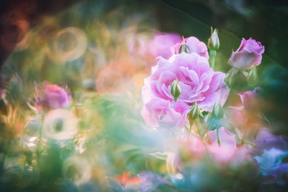 tetsuya_sugiyam's tweet photo. shot in Tsuruma Park
① α7III + TAMRON SP 500mm F8
② α7III + Nikon AI AF DC-Nikkor 135mm F2D
③ α7II + YASHICA YASHINON 45mm F1.8
#MacroP #ボケフォト #オールドレンズ https://t.co/wXazi7Zpvu