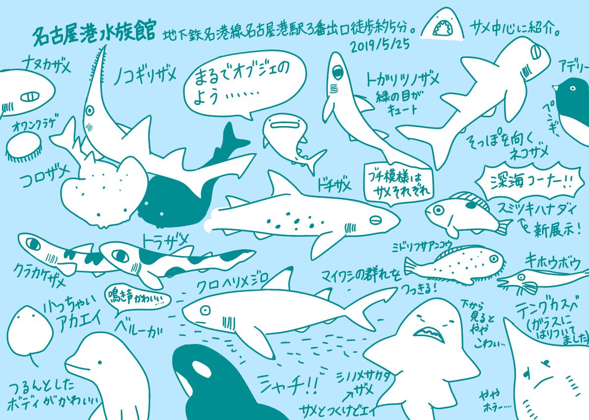 Twitter 上的 けいこっとん 先週の土曜日に 名古屋港水族館に行ってきたので サメ中心にイラストにしてみました ノコギリザメがいます 子供の頃 よく名古屋港水族館には行ったけど まさか自分がサメ好きになるとは思っていなかったです 名古屋港水族館