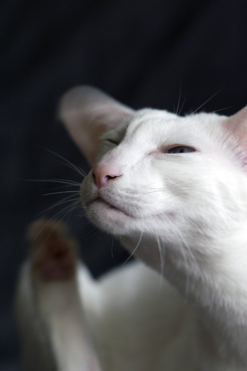 miaushka's tweet photo. 5 minutes from cat life 
or Katya has incredible mimic. https://t.co/ePfaPVoWhE