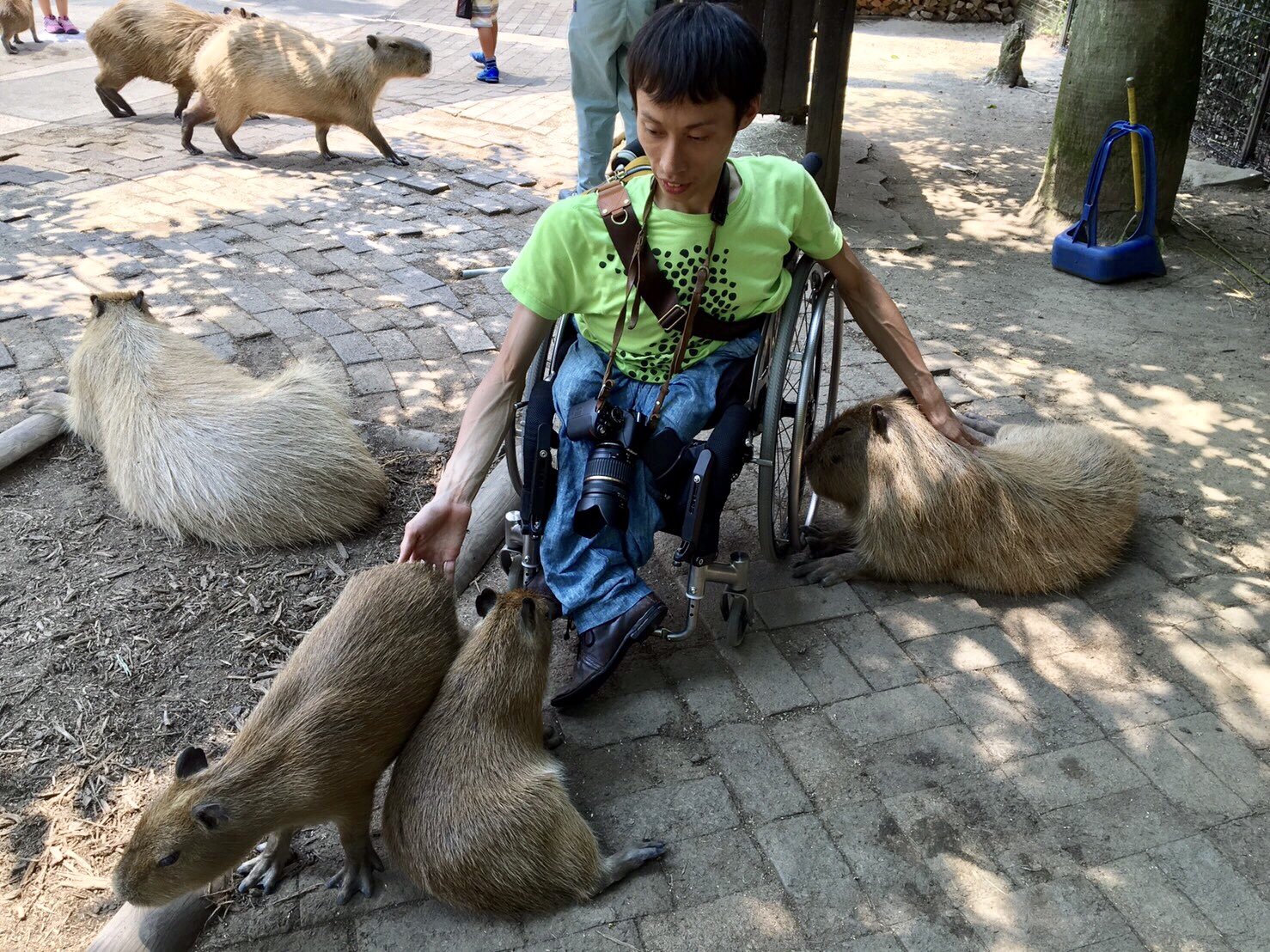 Tomozoo Tomozoo55 Twitter