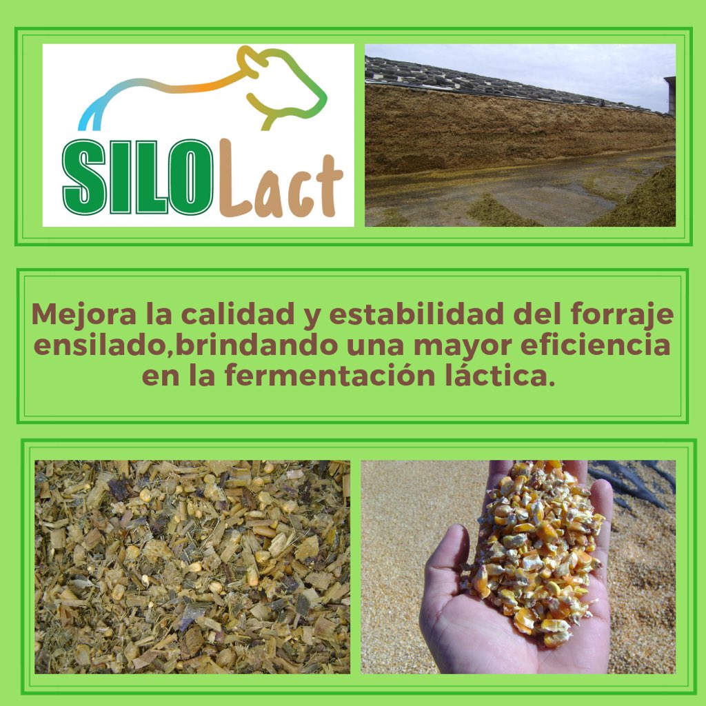 nryvzla's tweet photo. Si necesita el mejor y más rendidor producto para ensilar, pregunte por #Silolact  #fumigaciones 
#fumigación 
#Viveros 
#jardín 
#silos 
#agro 
#agropecuario 
#fertilizante
#Cuidadodeplantas
#alimentoanimal
#Aragua 
#Maracay
#nryinsumosyserviciosca
#nryvzla #hagasupedido https://t.co/g7SDfcVQYo