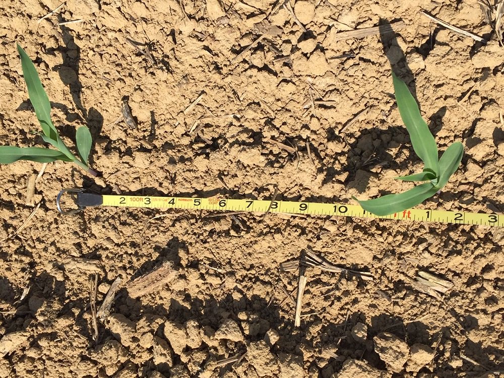 BecksHybrids's tweet photo. This corn stand at #BecksPFR in #KY looks thin when measured down the row, but when measured from row to row, it changes things. Think about it. #15incornvs30corn #rowspacing https://t.co/sQCGPAH6vR