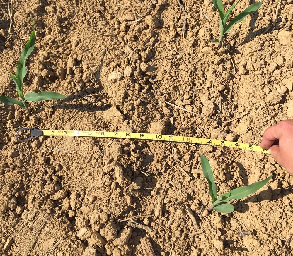 BecksHybrids's tweet photo. This corn stand at #BecksPFR in #KY looks thin when measured down the row, but when measured from row to row, it changes things. Think about it. #15incornvs30corn #rowspacing https://t.co/sQCGPAH6vR
