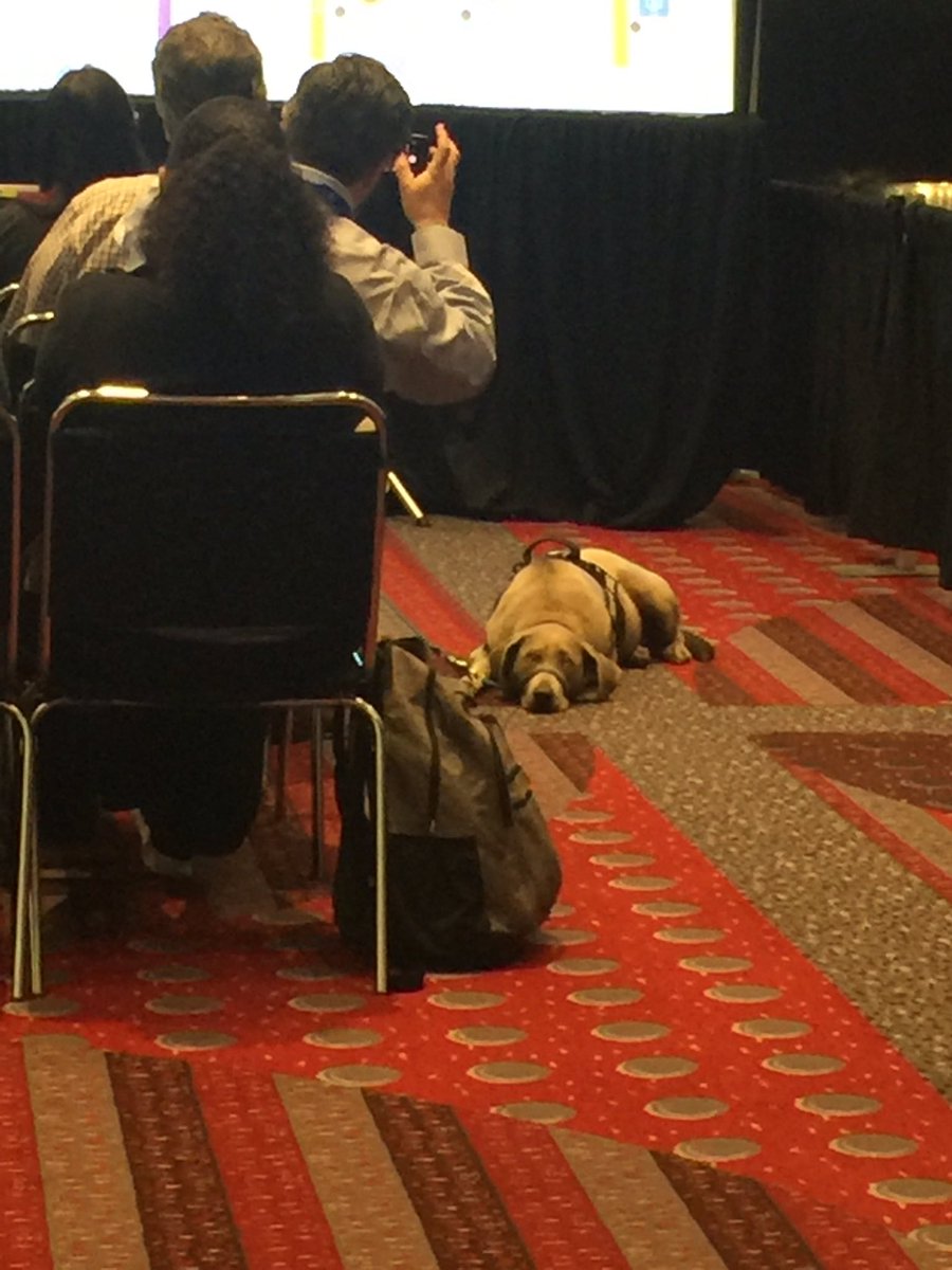 Even the service dogs are interested in data! #AIRForum2019 #data