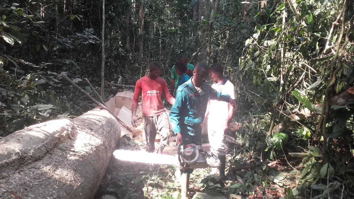 CamerounPapel's tweet image. Saisir d'une tronçonneuse après investigation dans les #forêts du sud Cameroun  #PAPEL #MINFOF @eucv4c