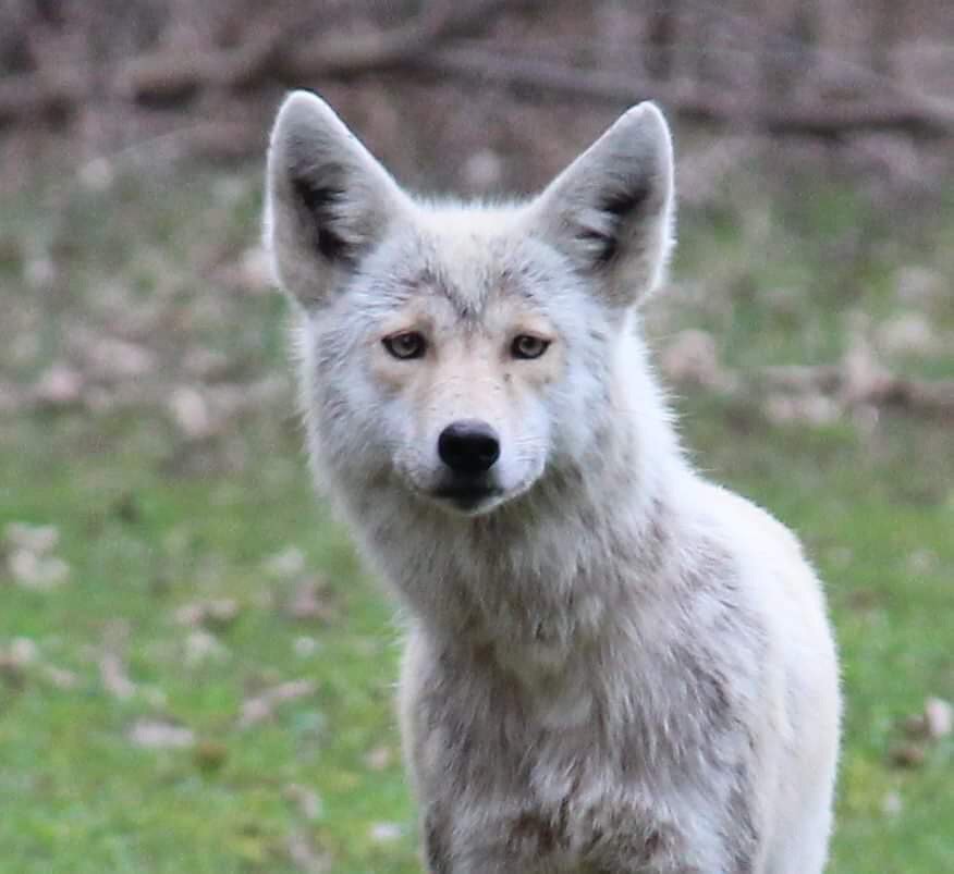 TWC_Wildlife's tweet image. We're so happy to say FAITH FOUND HIS FAMILY! He had undergone surgery and care after a neck snare cut deep into his trachea - after 43 days of treatment he recovered! Ann, who had first found Faith, spotted him with his beautiful mate and pups! Full story bit.ly/30VotuS