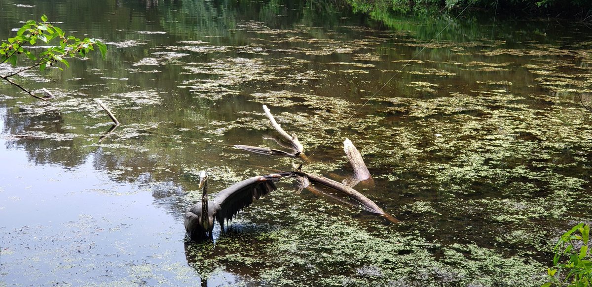 WardMuseum's tweet photo. This heron is a reminder of why you should never discard fishing line or plastics where you fish. Thanks to quick thinking of Ward staff and help from a local bird rescue, this heron is getting another chance! Learn about proper disposal of fishing line at https://t.co/Qw3OjKE1vt https://t.co/0UPnsYqGi7