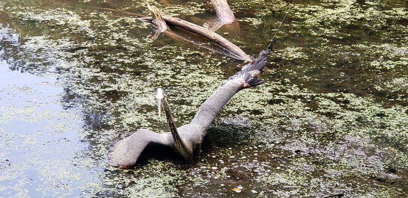 WardMuseum's tweet photo. This heron is a reminder of why you should never discard fishing line or plastics where you fish. Thanks to quick thinking of Ward staff and help from a local bird rescue, this heron is getting another chance! Learn about proper disposal of fishing line at https://t.co/Qw3OjKE1vt https://t.co/0UPnsYqGi7