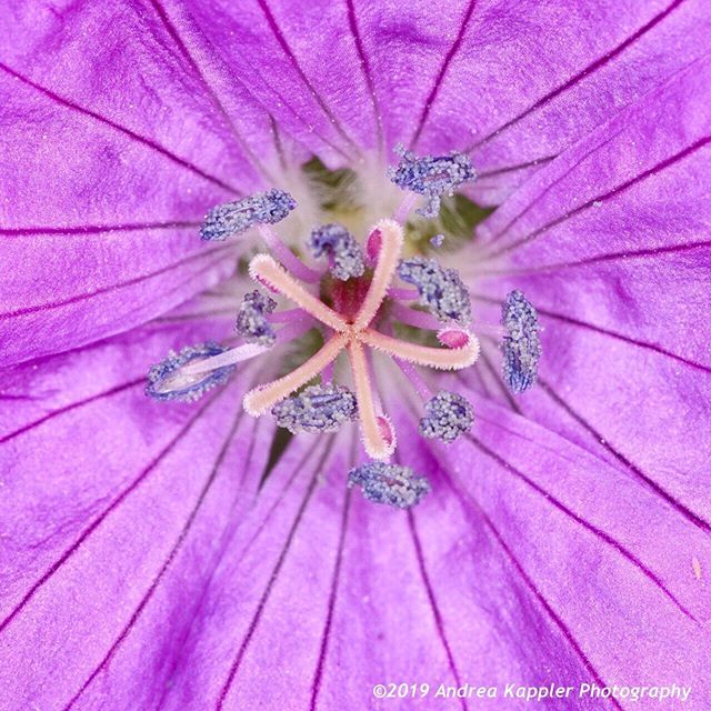 winelover64's tweet photo. Details of a geranium flower in my yard. 🌸❤️
.
.
.
#geranium #geraniums #geraniumsofinstagram #flowers #flowerphotography #macro_love #macrophotography #springflowers #hoosiergrammers #springishere #andreakapplerphotography #hey_ihadtosnapthat #natur… https://t.co/FeLkfTNI2n https://t.co/JtysVMAyPu
