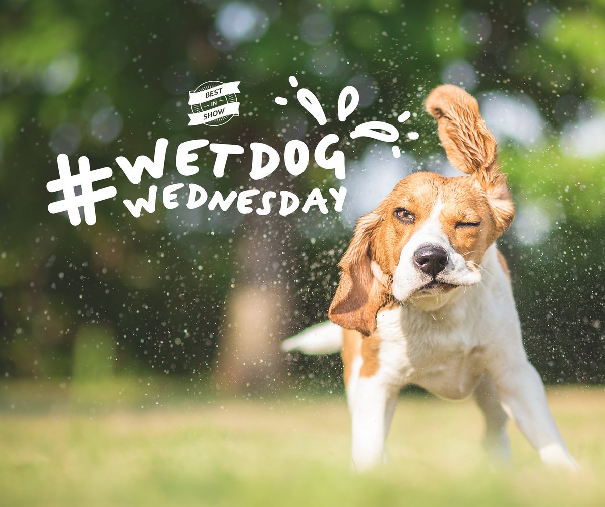 Wednesdays are made for getting wet! 🐶💦  #WetDogWednesday