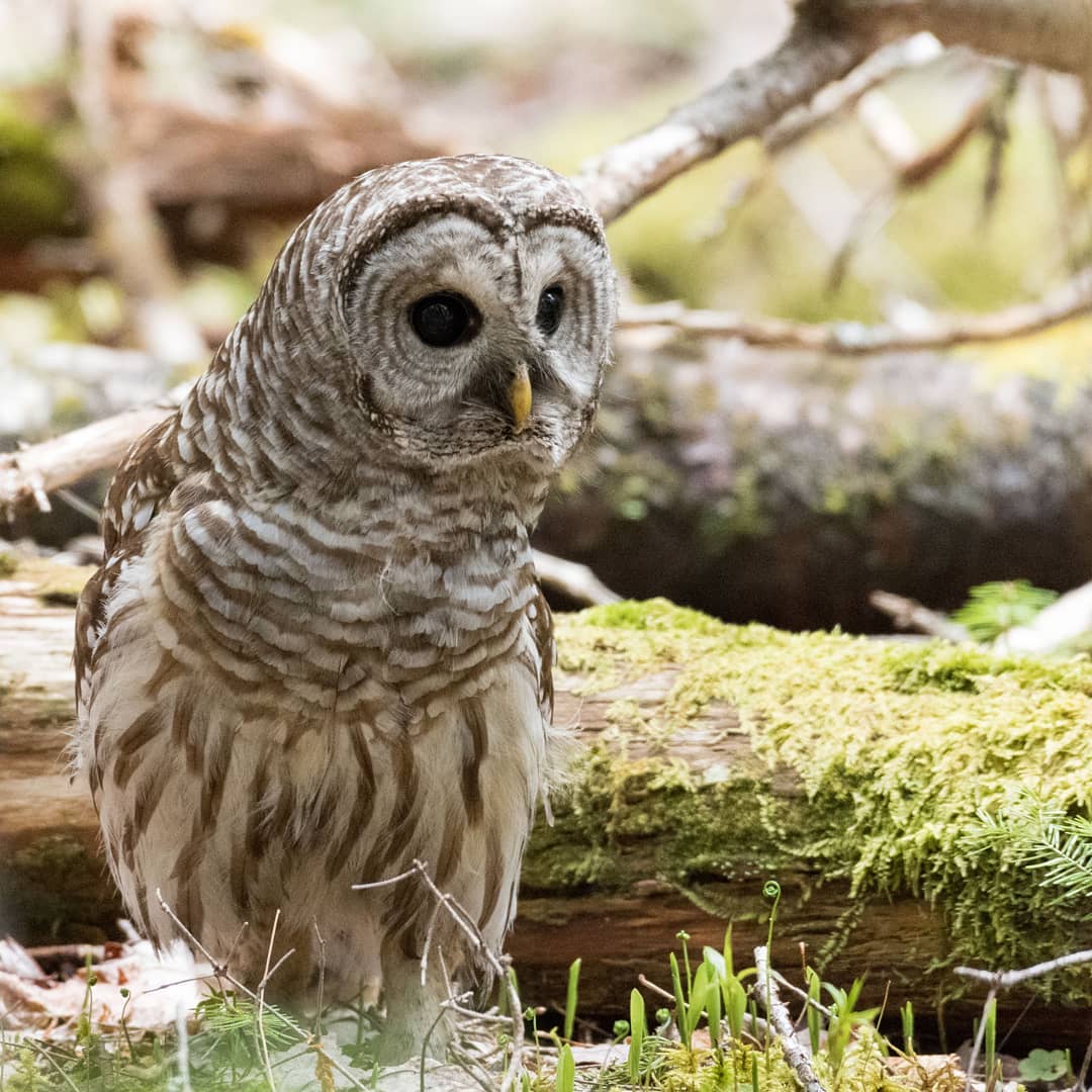 TourismCB's tweet photo. Cape Breton's biodiversity is something to be celebrated.
📷 @tynskiphoto / @agreatdayfishing / @micheljssoucy / @smgrath101
#WildlifeWednesday #ExploreCB #VisitCapeBreton #CapeBretonAdventure #ExloreCanada #VisitNovaScotia https://t.co/7D9m1JC1kg