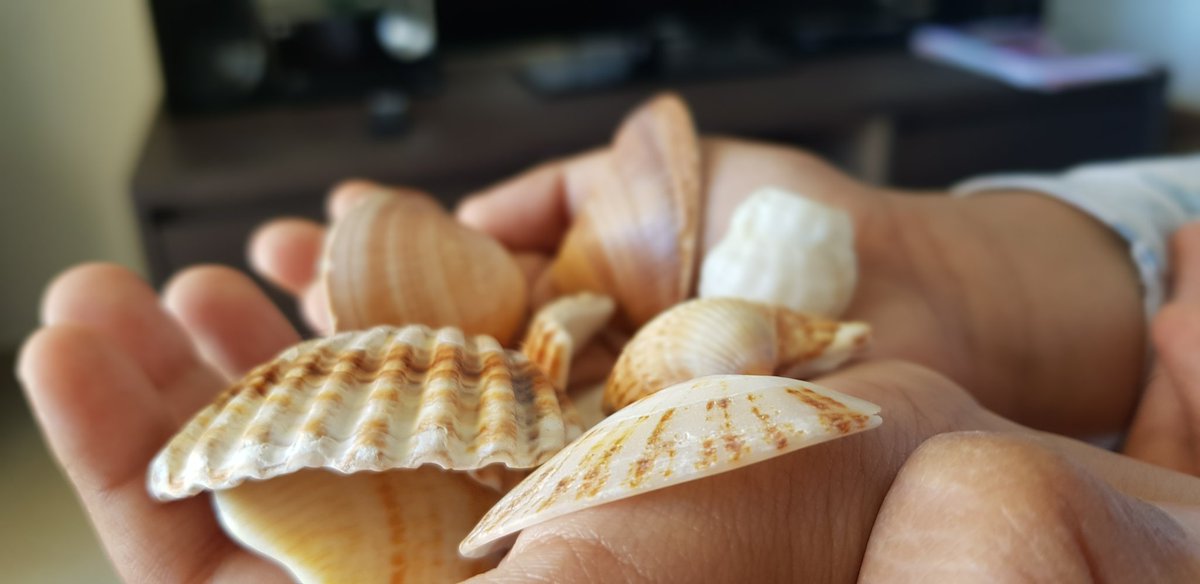 shantalasachin's tweet photo. Little hands exploring the treasures of the sea... ππ§‘ππππ
#shelllove #seatreasure #littleexplorer https://t.co/n4oKX4fHEM