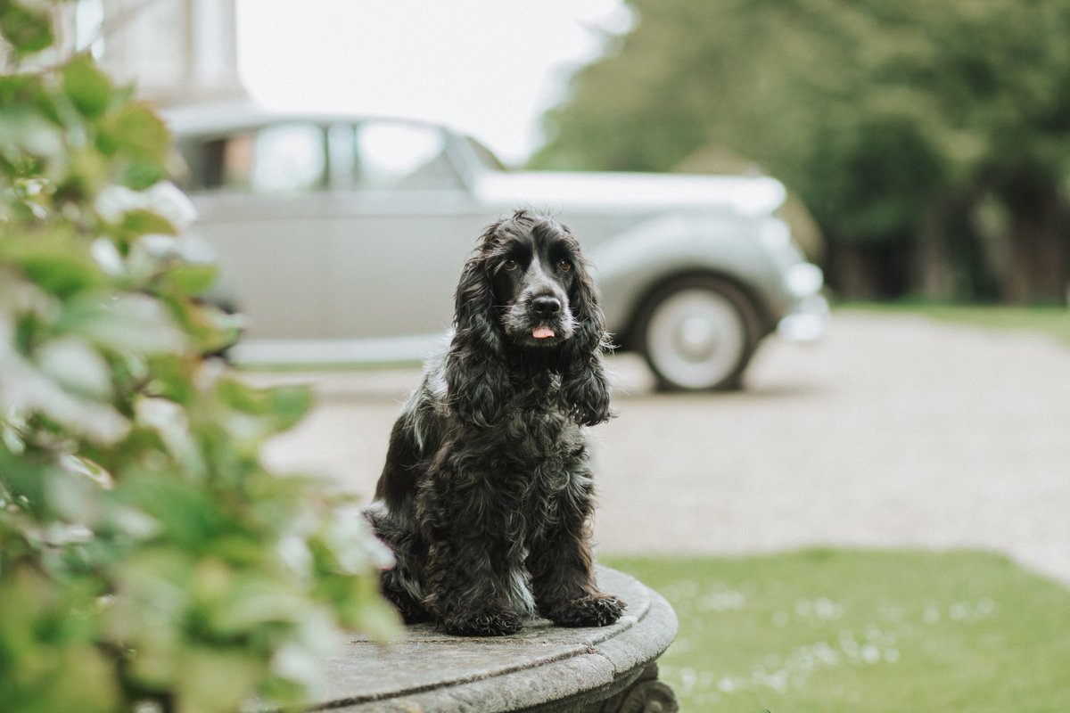 Can't believe that I wasn't allowed to test drive this car when we visited beautiful #dogfriendly @BurtonAgnesHall yesterday 🐶 #dogsoftwitter #dogcelebration #woofwoofwednesday