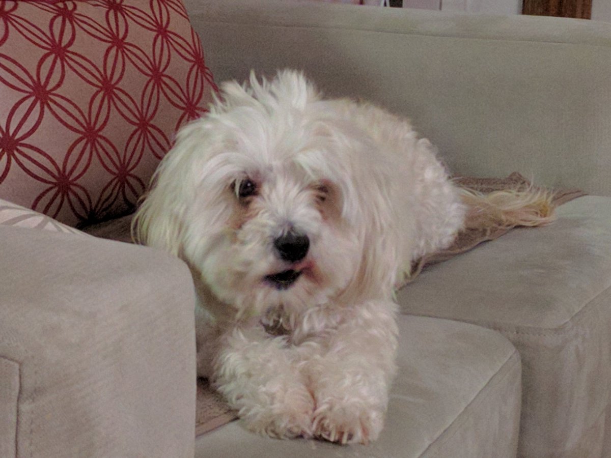 My mate Gus.  Faithful and true