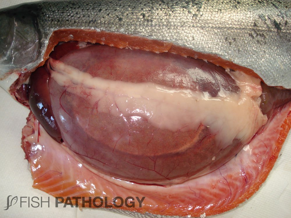 PathologyFish's tweet photo. Nueva Publicación en #FishPathology: "Gastric Dilation &amp; Air Sacculitis Or “Bloat” In Salmonids – Gross Pathology". 

Para mayor información haz click en este link: https://t.co/iY0vhmdbzt https://t.co/sHrVv9idEf