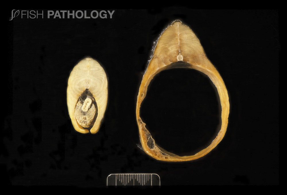 PathologyFish's tweet photo. Nueva Publicación en #FishPathology: "Gastric Dilation &amp; Air Sacculitis Or “Bloat” In Salmonids – Gross Pathology". 

Para mayor información haz click en este link: https://t.co/iY0vhmdbzt https://t.co/sHrVv9idEf