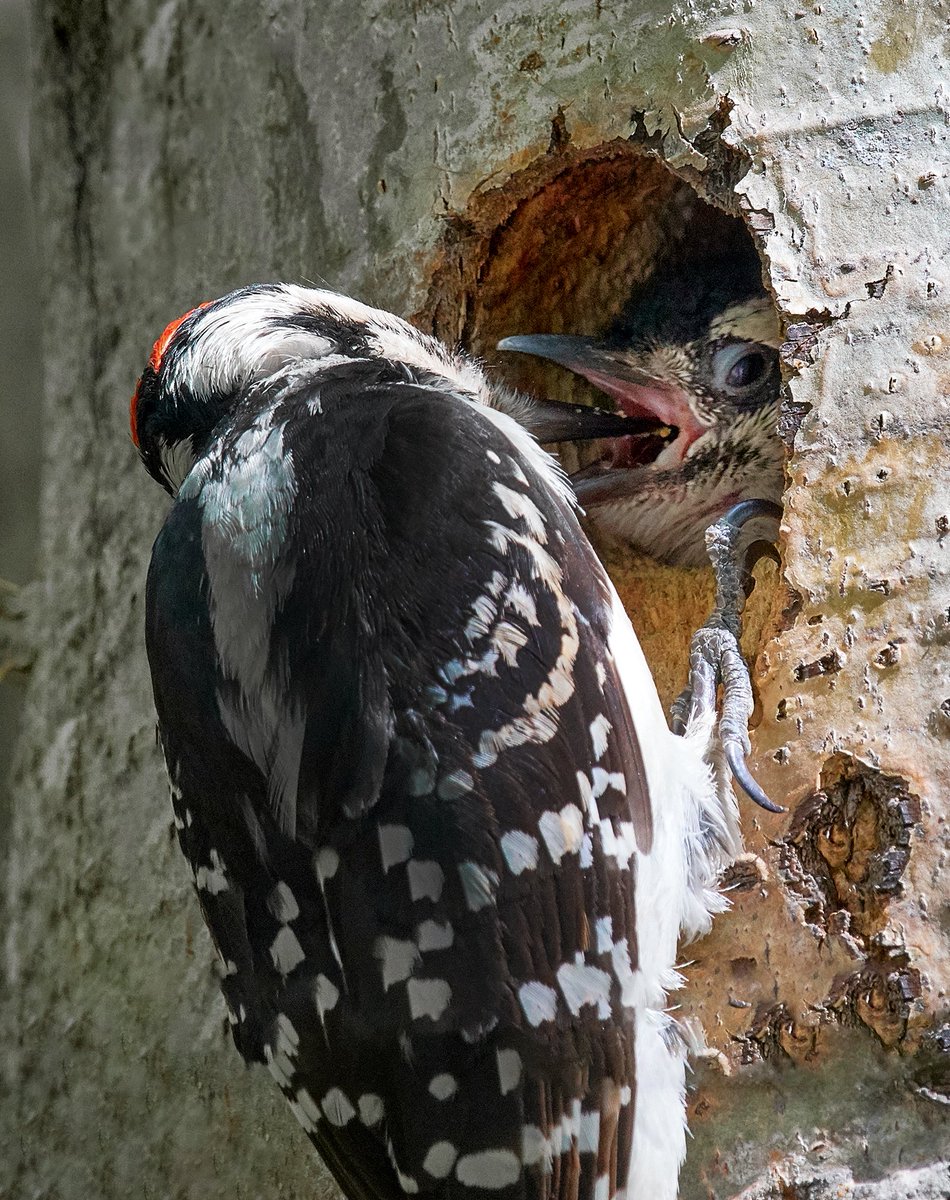 FaunaFoundation's tweet photo. @FaunaFoundation is home to many bird species like this hair woodpecker feeding it's chick. #bird #sanctuary #reserve #woodpecker #chick @JustinTaus photo cred https://t.co/y9pzt6bZC1