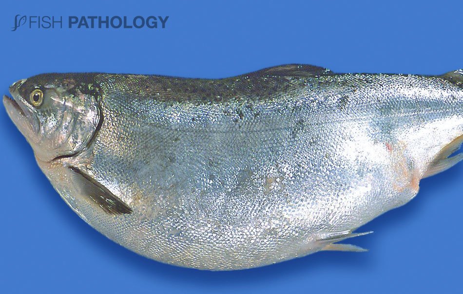 VehiceLab's tweet photo. Nueva publicación en #FishPathology en #aqua.cl: "Dilatación gástrica &amp; Aerosaculitis o Bloat". Para mayor información haz click en este link: https://t.co/foVNtv6xw6 https://t.co/UYkdPNuROg
