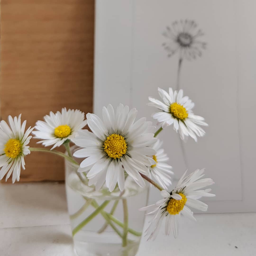 #procrastination 🌼
.
In the studio today and should be tidying up ready for <a href="/FlicFlutter/">Felicity Flutter RI SGFA</a> and Sue Scullard joining me for <a href="/seopenstudios/">South East Open Studios</a> next week
.
#drawingnature #daisy #wildflower #nomow #foodforbees #drawing #openstudio