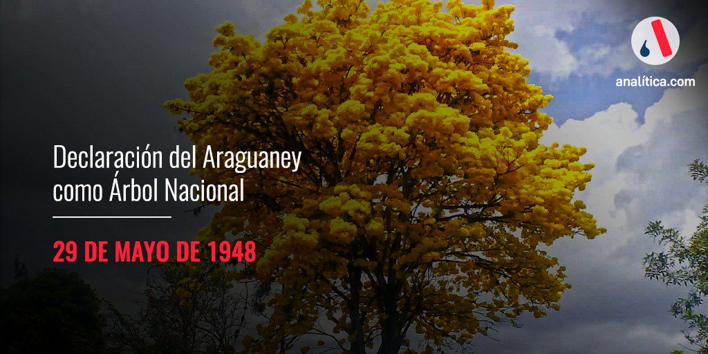 El #29May de 1948 se declara el Araguaney Árbol Nacional en Venezuela,  Rómulo Gallegos la llegada de la primavera en los llanos y sabanas con la hermosa frase "La primavera de oro de los araguaneyes"