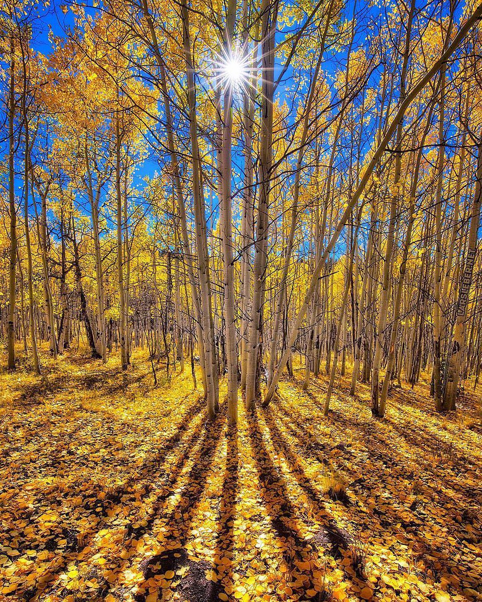 mulatto_ph's tweet photo. Don’t miss the last of the fall colors 🍁 Photo by larsleberphotography https://t.co/TOKUcfg1Vr