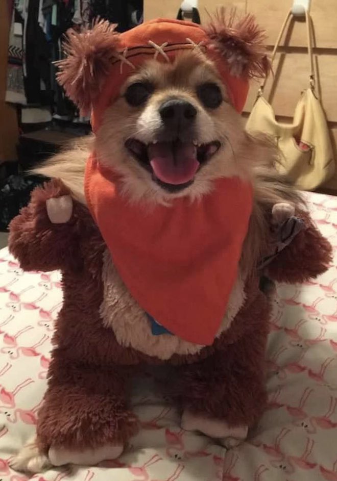 JulieGermanMan's tweet photo. @BTS_twt Hi! 🐶❤️ https://t.co/RJrlctmHNX