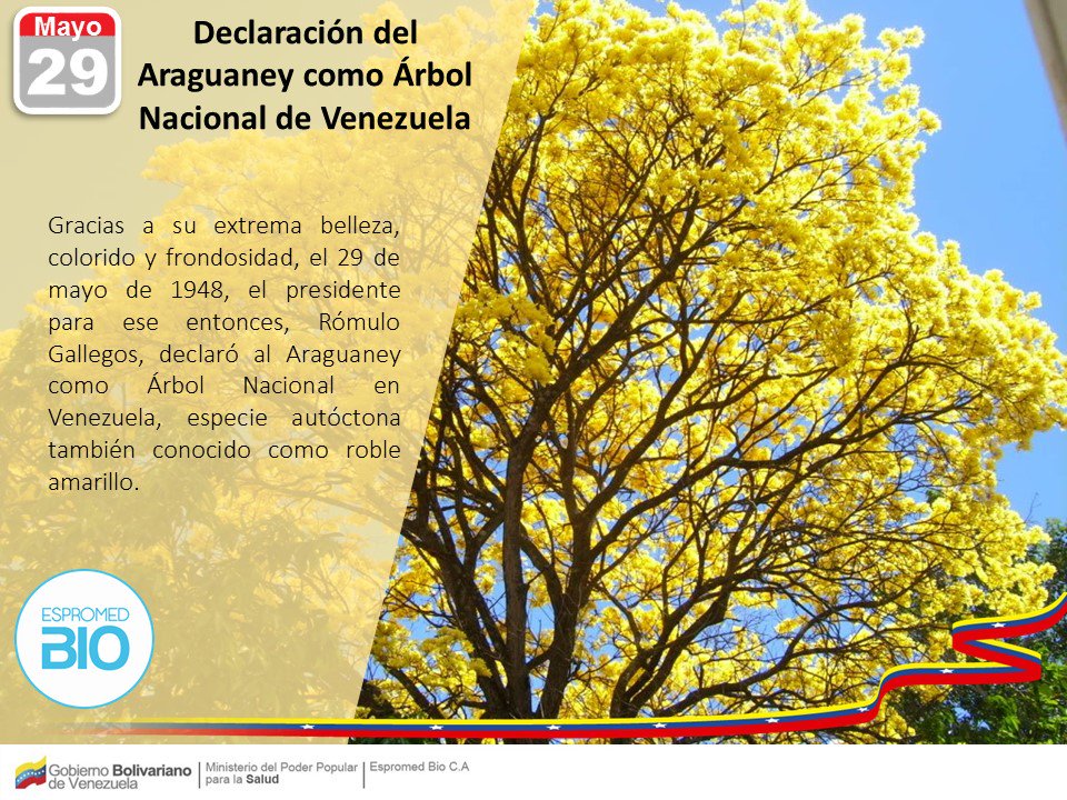 Espromed_BIO's tweet photo. #29May #FelizMiercoles El Araguaney o Tebehuia Chrisantha fue declarado Árbol Nacional de Venezuela por ser uno de los árboles más hermosos y autóctonos de nuestros bosques .@NicolasMaduro .@MPPSalud .@AlvaradoC_MPPS @Janina_Col https://t.co/fXqAiTG45Q
