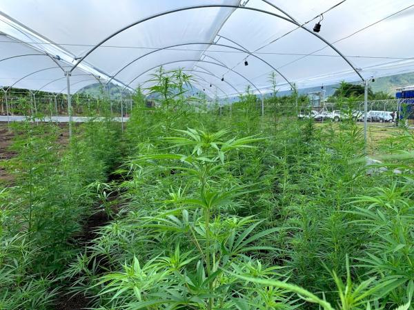 #Marihuana medicinal, con luz verde para entrar a las zonas francas ow.ly/bxkE50urHv3