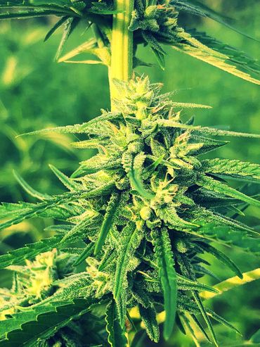 CannaSeedsBank's tweet image. 🍀Save 10% on your Order During the Rest of May🍀 - mailchi.mp/cannageneticsb…
We now also have Certified #Hemp Seeds from our Farm Canna Genetics Farm! #CBD #highcbd #cannabisculture #cannabis #tga #kos #weednerdnation #barneysfarm #dinafem #dutchpassion