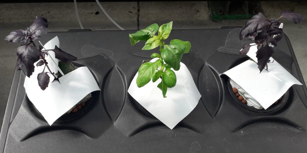GWHorticulture's tweet image. Our little basil garden's coming along nicely in an Oxypot XL System. We've got Purple Basil and Sweet Basil on the go. 🌱

👉 growell.co.uk/growing-system…

#nutriculutregrowsystems #growingsystems #deepwaterculture #gyo