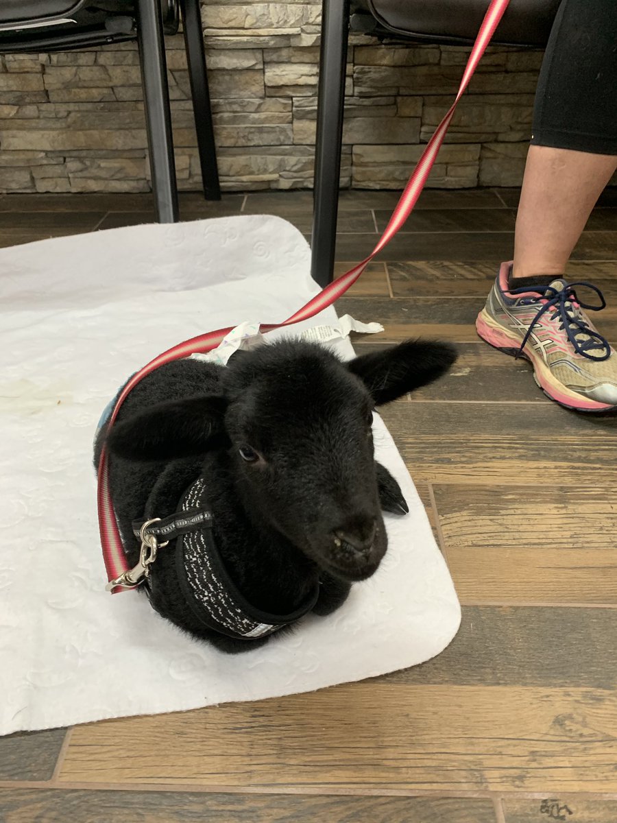 kenstrans's tweet photo. We had a special visitor today! Meet Stella! She is a two day old lamb! Isnโt she adorable?!? Thank you Kristin Ricketts for bringing her in for a visit while you got your car serviced! #stellaisadorable #iwantone #babylambs #weloveanimals #kenstrans #makesmyhearthappy https://t.co/aFmH5IWoUn