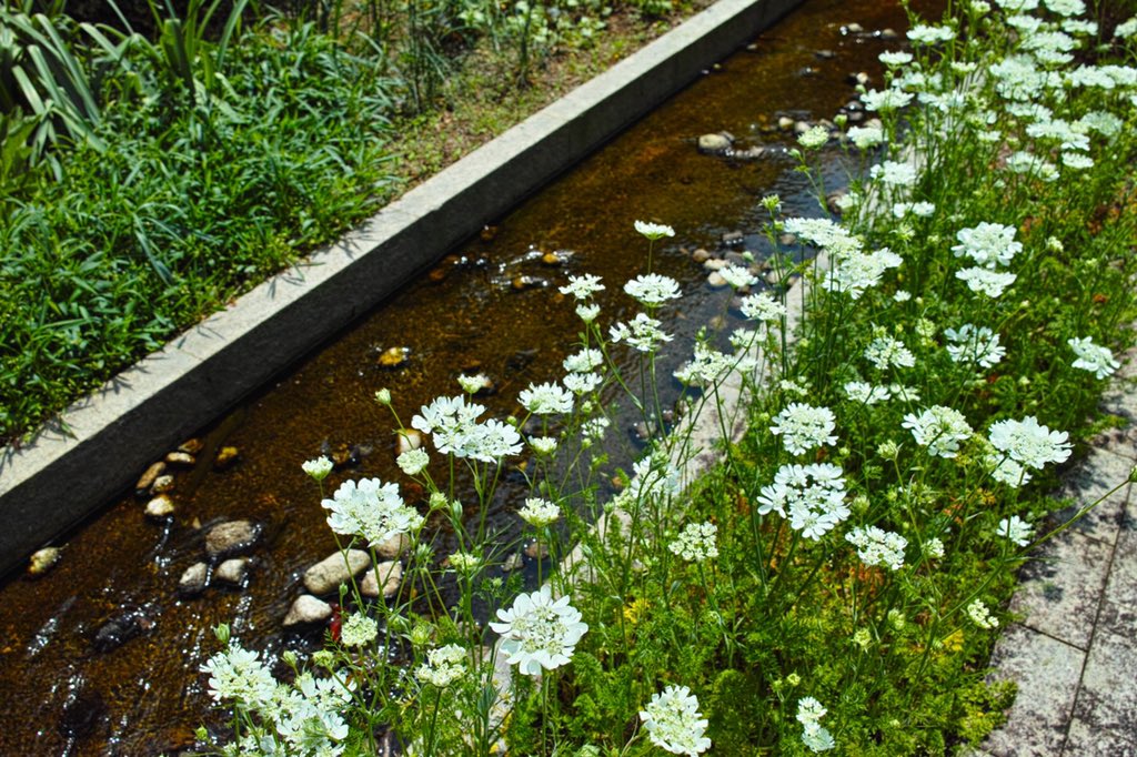 sigmino's tweet image. しなやかに華やかにまっすぐに

#写真好きな人と繫がりたい
#SIGMA 
#DPmerrill