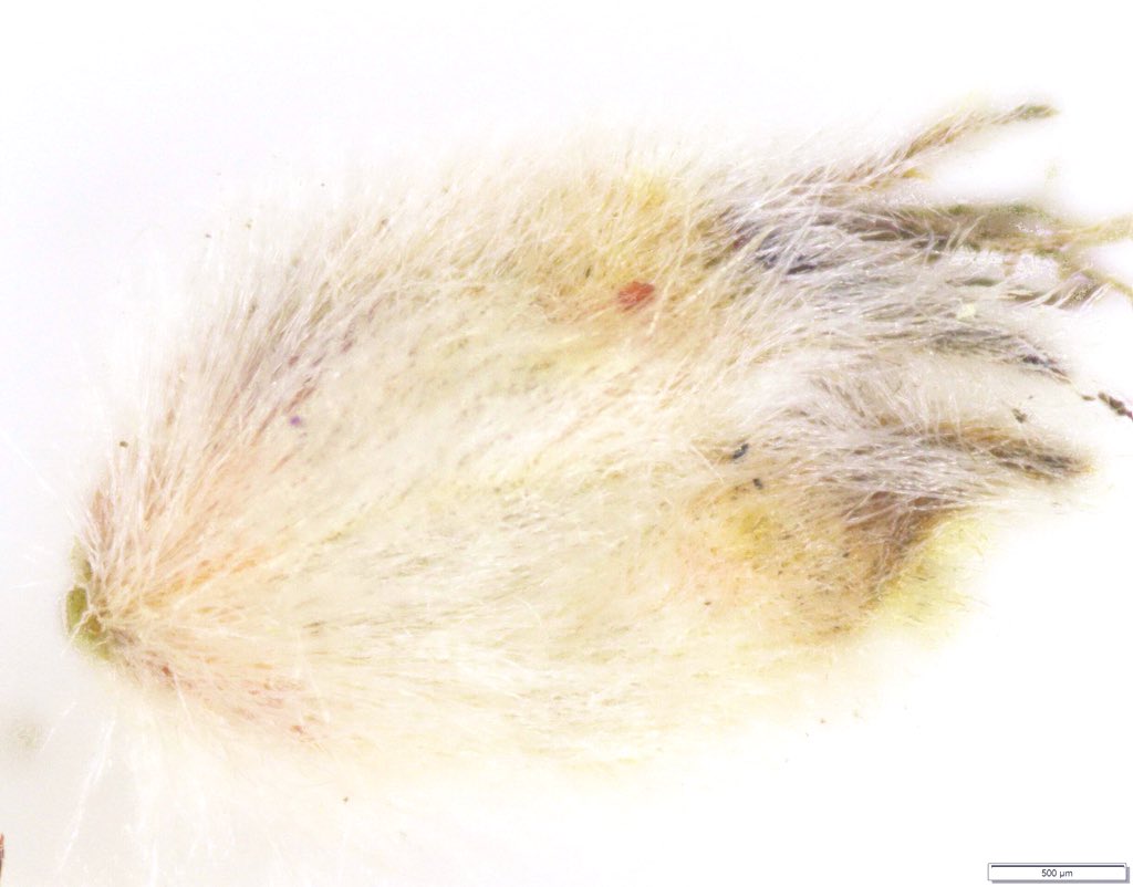 May’s #PrairieSeedOfTheMonth is #Dalea #purpurea aka Purple Prairie Clover! This plant is popular with #nativebees, making it an ideal subject of #pollen studies in the #CariveauLab. Found in prairies from Canada to Texas, you can spot this #perennial throughout North America. 🐝