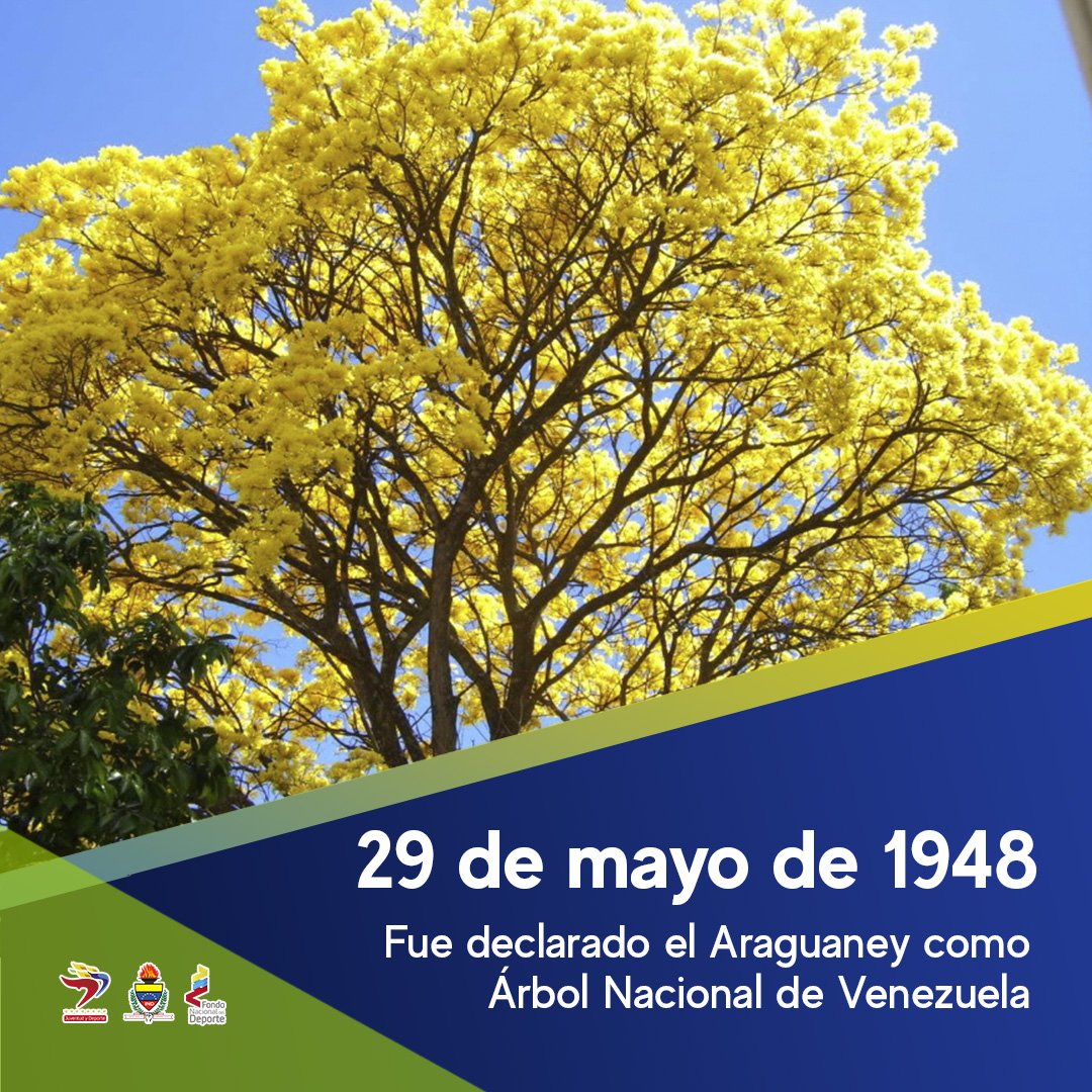 #TalDiaComoHoy El Araguaney fue declarado Árbol Nacional de Venezuela el 29 de mayo de 1948 por el entonces presidente Rómulo Gallegos, quien identificaba este árbol con “la primavera de oro de los araguaneyes”. #GrandeVzla