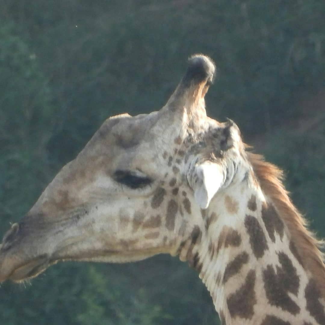 #KrugerNationalPark #MarlothPark #LMQueenPrawns #Cocktails