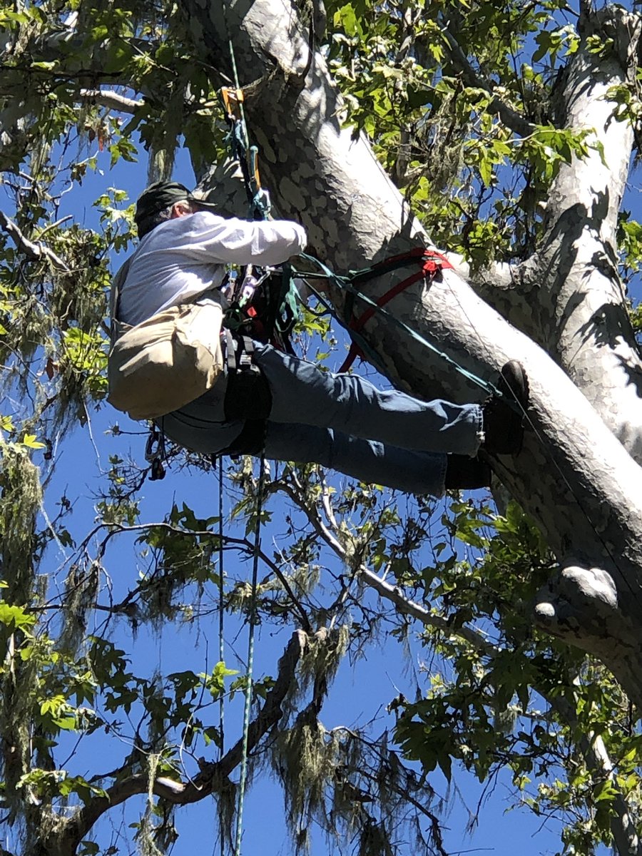 Walters_Lab's tweet photo. Spent the day just hangin’ around. #LifeInTheTrees https://t.co/EXQz0QegFS