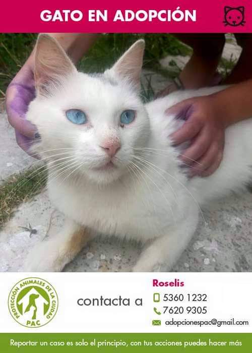 CubaProtAnimal's tweet photo. Adopciones PAC!!! 
https://t.co/mkyXccjLSi  #AdoptDontShop #adoptafelicidad #AdoptaNoCompres #Adoption  @cubadebate @ElbaRosaPM @universidad_uci @FeuCuba @fcomUH @UCMVC @leticiadeCuba @Granma_Digital @MovemosalMundo @FAPRANIANZ https://t.co/RiWivFBnj9
