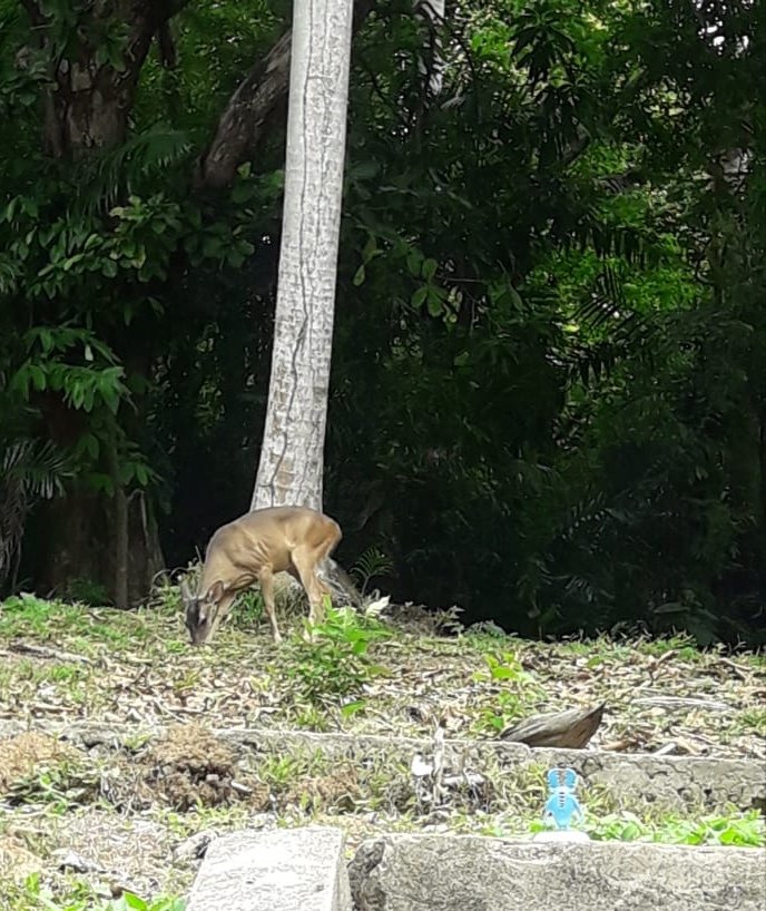 LoydaLog's tweet photo. You never know when you will find the #Biofirebugs of #Filmarray #BiofireDx watching a deer in #Panama. https://t.co/JKNDReR43c