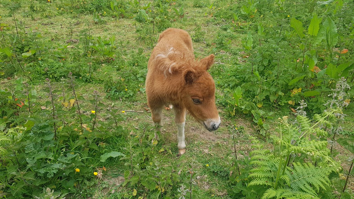 LZSou's tweet photo. Went back to @EnglishHeritage #Chysauster this weekend (surveyed 3 years ago)! Amazing Iron Age #archaeology 😁 This pony foal on the path really stole all my attention though 😍 those tiny hooves!
Not to be outdone by Carn Euny's cat (see prev tweet) #Cornwall #ironage #pony https://t.co/9vHKV64Ali