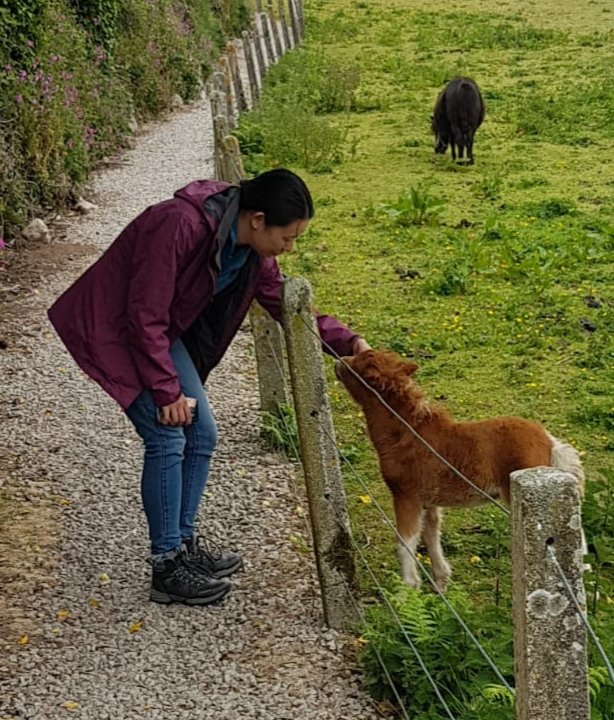 LZSou's tweet photo. Went back to @EnglishHeritage #Chysauster this weekend (surveyed 3 years ago)! Amazing Iron Age #archaeology 😁 This pony foal on the path really stole all my attention though 😍 those tiny hooves!
Not to be outdone by Carn Euny's cat (see prev tweet) #Cornwall #ironage #pony https://t.co/9vHKV64Ali