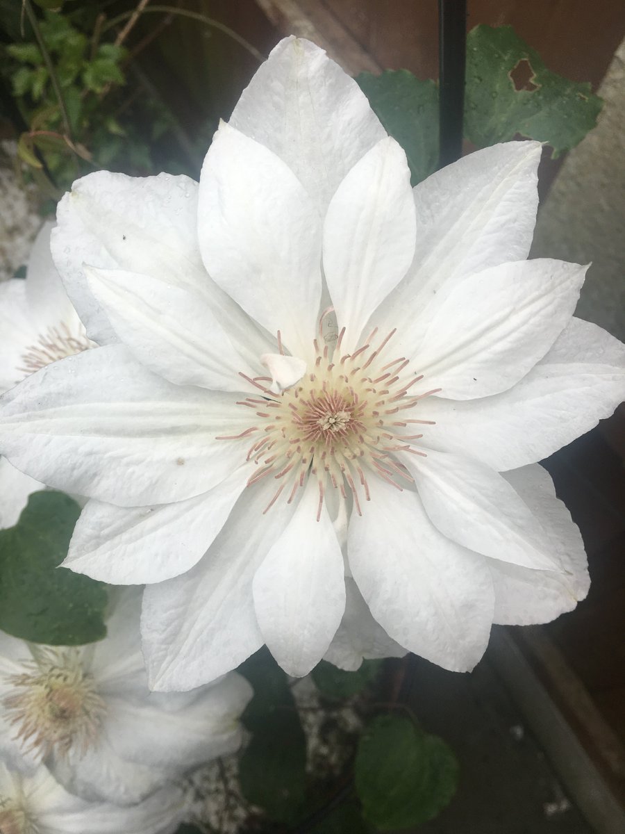 SE_CE_MIND's tweet photo. Quick tip on panic attacks...shift your focus.
Look at a flower, a picture or something that you find interesting or comforting. Really notice the details, the colours and any smells or sounds.
#anxiety #painattack #grounding https://t.co/pvfXFPgtMC