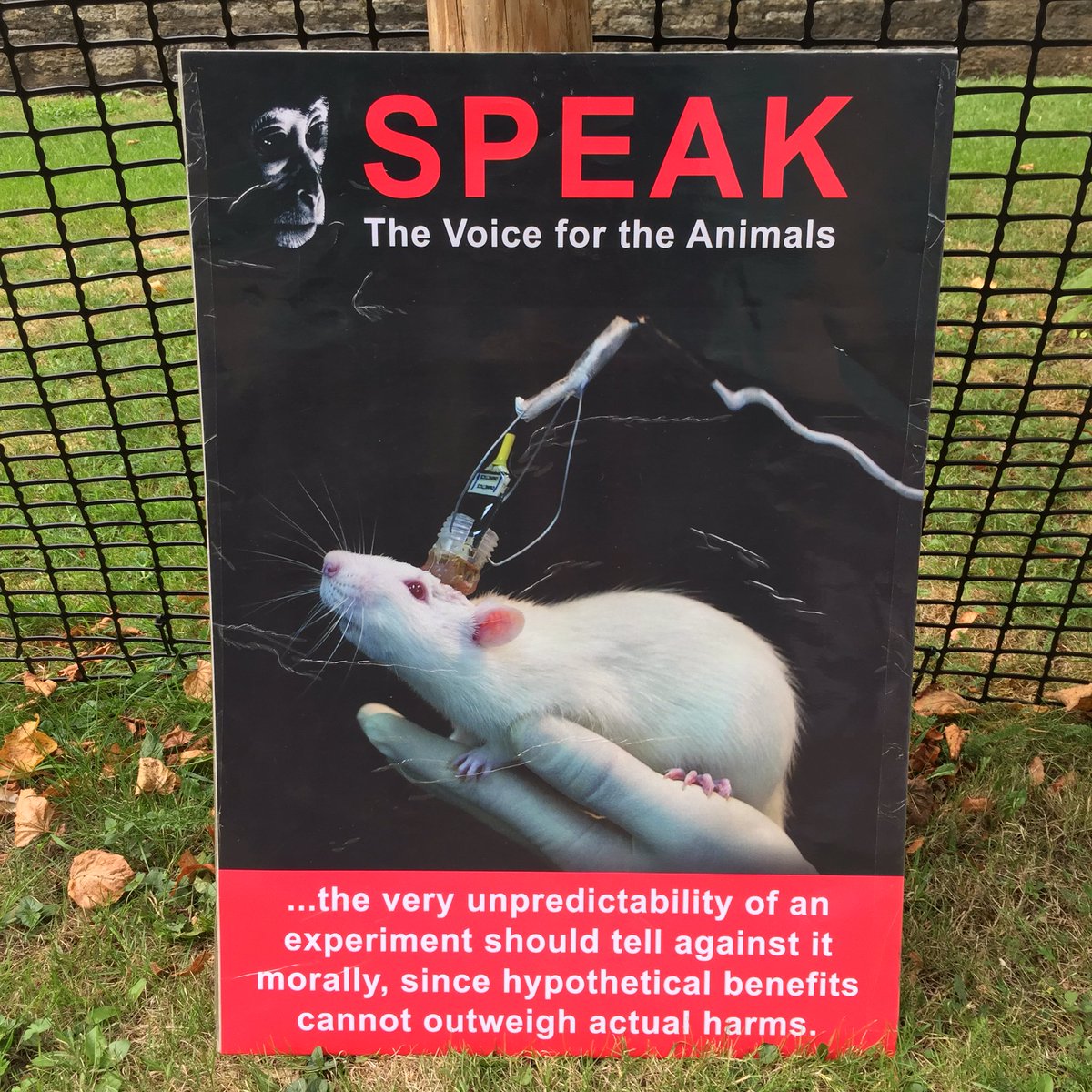 Please join SPEAK on 26/6 when we will be holding a protest at Oxford Uni’s prestigious Encaenia ceremony against their cruel and misleading animal experimentation which saw a total of 219,551 animals used in 2018. Meet: 10am, Sheldonian theatre, Broad Street, Oxford, OX1 3AZ