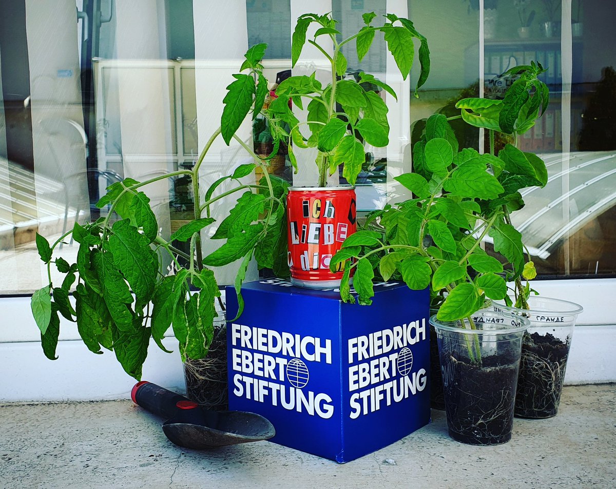 FesBulgaria's tweet photo. FES Urban Gardening, Stage 1 🌱
#greenoffice #sustainability #FESBG https://t.co/XHjC3m2iD4