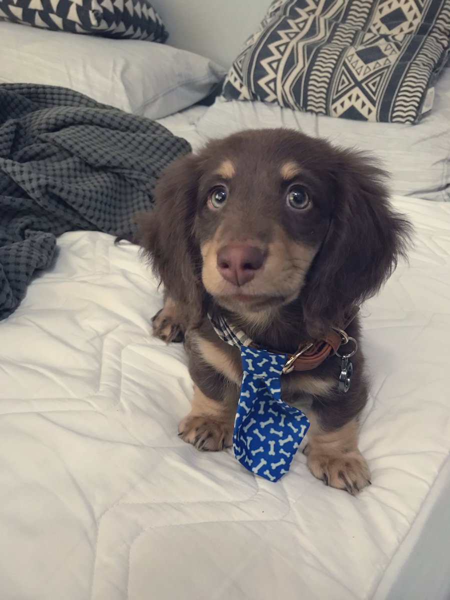 Longhaired Hashtag On Twitter