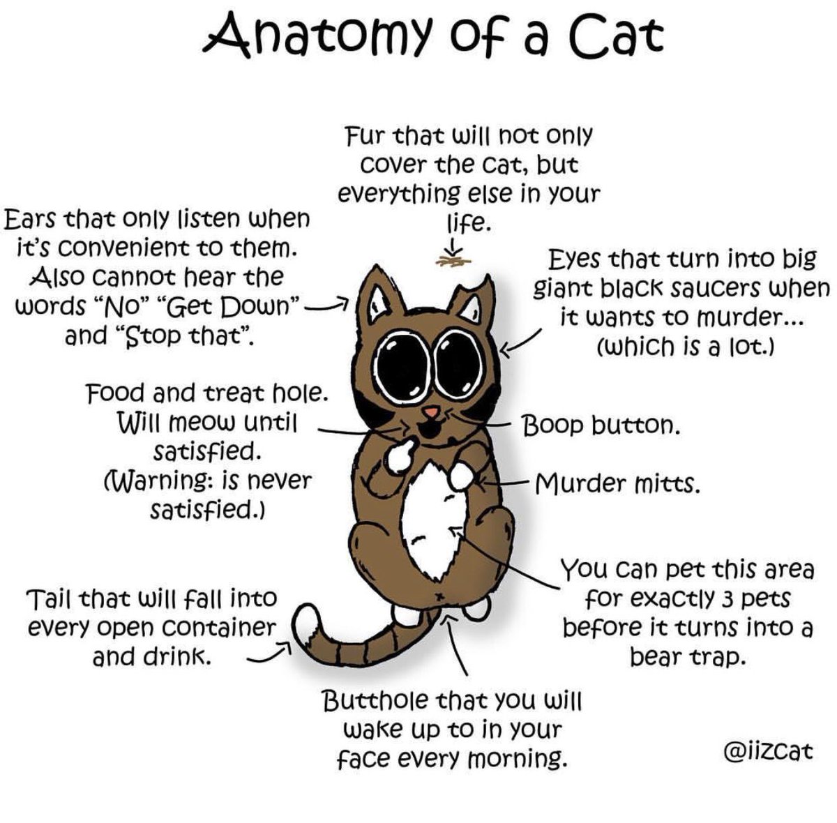 The Anatomy of a Cat