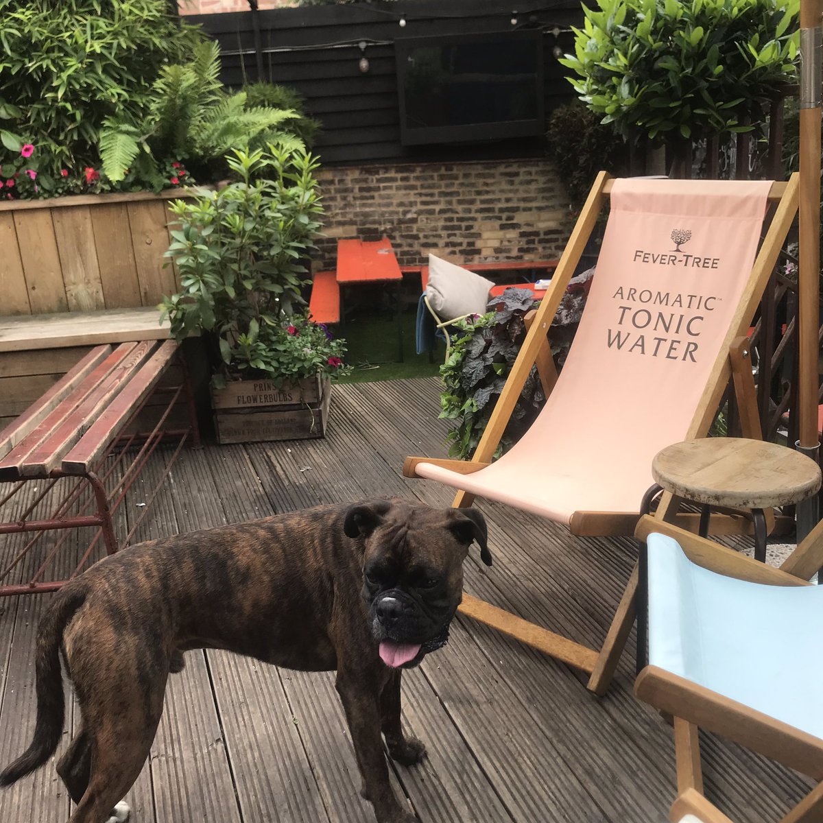 Bruno about to bag the best spot to watch <a href="/EuropaLeague/">UEFA Europa League</a> final tonight! Get down early to beat him to the deck chairs &amp; watch it outside!