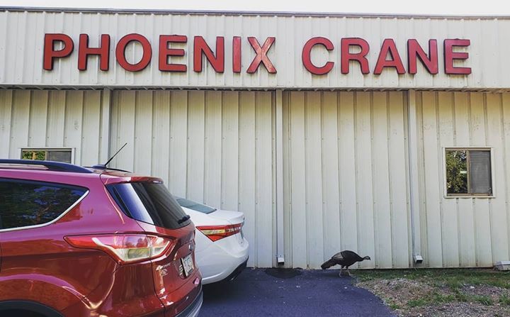 PhoenixCrane1's tweet photo. We finally have a company mascot! It's a Phoenix . . . Turkey 🦃 https://t.co/nPlpQFQjzC